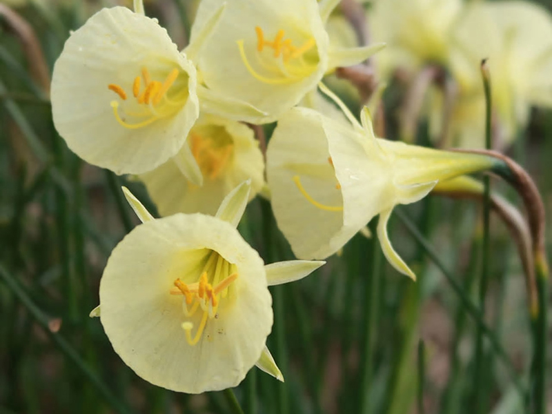 Narcissus Bulbocodium Artic Bells