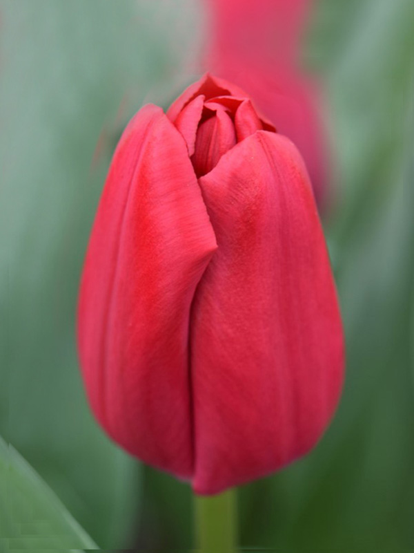 Tulipa Curry