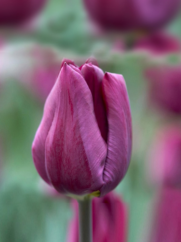 Tulip Purple Lady