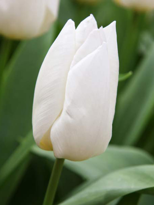 Tulip White Prince
