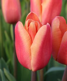 Tulipa Apricot Foxx