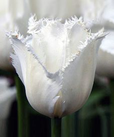 Tulipa Cambridge